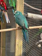 Kakarikies koppel, Meerdere dieren, Parkiet