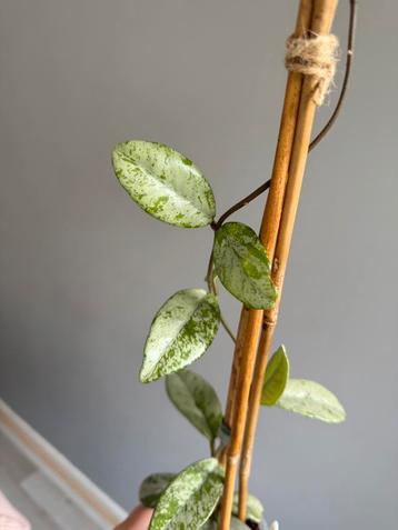 Hoya carnosa 'Wilbur Graves' (Russia) beschikbaar voor biedingen