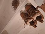 Nieuwe UGG's, UGG, Bruin, Nieuw, Ophalen of Verzenden