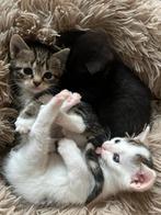 2 prachtige kittens te koop, Dieren en Toebehoren, Katten en Kittens | Overige Katten, Poes, Kortharig, 0 tot 2 jaar