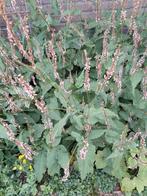 Persicaria amplexicaulis, stek in pot of uit volle grond, Ophalen, Overige soorten, Volle zon