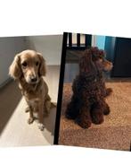 Verwacht: Mooie Goldendoodle pups, Dieren en Toebehoren, Rabiës (hondsdolheid), Overige rassen, 8 tot 15 weken, Meerdere