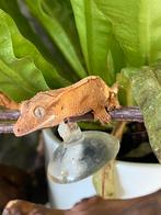 Jonge wimpergekko nr.2, Dieren en Toebehoren, Reptielen en Amfibieën, Overige soorten, Tam, 0 tot 2 jaar