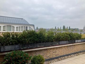 plantenbakken met buxus en buxusachtigen beschikbaar voor biedingen