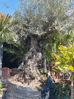 Aanbieding bonsai olijfboom XXXL, Tuin en Terras, Planten | Bomen, Ophalen, Volle zon, Olijfboom, 100 tot 250 cm