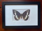 OUD. / steendruk van vlinder rond 1920 in lijst, Antiek en Kunst, Ophalen of Verzenden