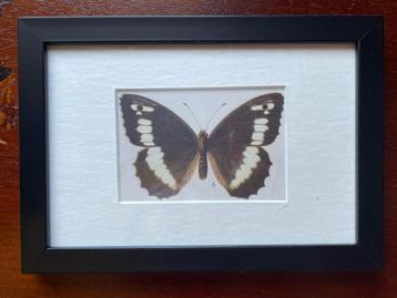 OUD. / steendruk van vlinder rond 1920 in lijst beschikbaar voor biedingen