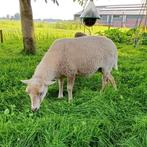 Ouessant ooi wit, Dieren en Toebehoren, Schapen, Geiten en Varkens, Vrouwelijk, Schaap, 0 tot 2 jaar