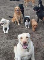 Hondenuitlaatservice op speelvelden Wassenaar & Den Haag, Diensten en Vakmensen, Uitlaatservice