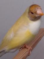 SATINET POP TE KOOP, Dieren en Toebehoren, Vrouwelijk, Tropenvogel, Geringd