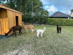 Alpaca merrie’s met veulens, Dieren en Toebehoren, Juli, Meerdere dieren