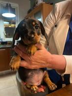 Teckel pups kaninchen black en tan, gladharig., Kaninchen, Korthaar, Meerdere, Meerdere dieren