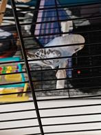 Grasparkietje op te halen, Dieren en Toebehoren, Mannelijk, Parkiet