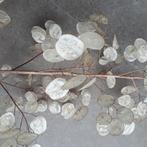 Droogbloem Judaspenning zilverlingen 10-122 cm h + siergras, Huis en Inrichting, Woonaccessoires | Droogbloemen, Ophalen of Verzenden