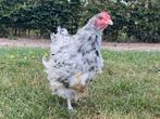 Haan Orpington kip, Dieren en Toebehoren, Mannelijk, Kip