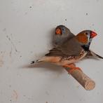 Mooi koppel zebravinken:zwbgrijs/orb x blf orbgrijs. 2025., Meerdere dieren, Tropenvogel