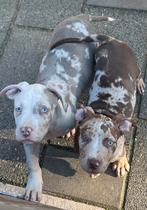 American Bully XXL, Dieren en Toebehoren, Honden | Bulldogs, Pinschers en Molossers, 15 weken tot 1 jaar, CDV (hondenziekte), Bulldog