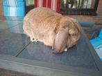 Rasechte Duitse hangoor konijngrijze ram, Mannelijk, Middelgroot, Hangoor, 0 tot 2 jaar