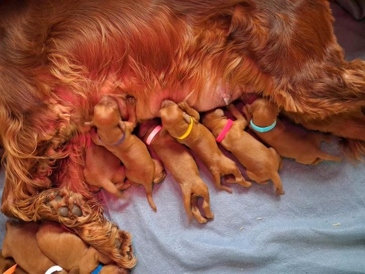 Prachtige rode ierse setters Pups, Rashonden met Stamboom !, Dieren en Toebehoren, Honden | Retrievers, Spaniëls en Waterhonden