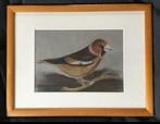Tekening ‘Vink’ (“suskewiet” of “fringilla”), gesigneerd,, Ophalen of Verzenden