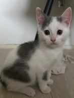 Half Brits korthaar Kitten, Dieren en Toebehoren, Kater, Ontwormd, 0 tot 2 jaar