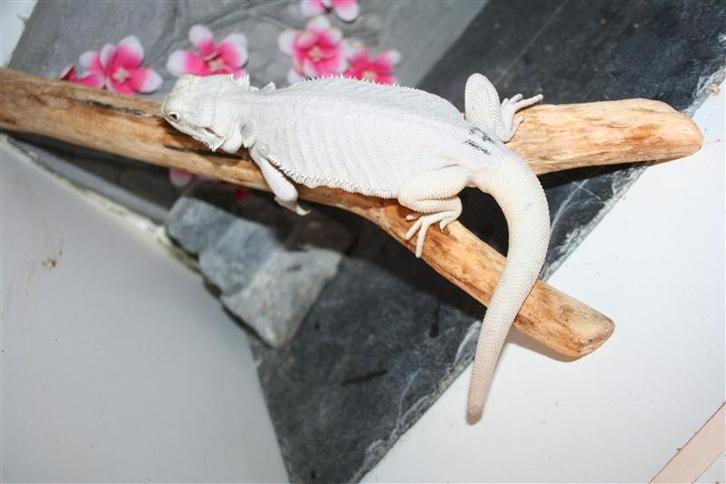 Hypo Zero Baardagaam Bearded Dragon Leatherback, Dieren en Toebehoren, Reptielen en Amfibieën, Hagedis, 0 tot 2 jaar, Tam