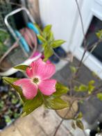 Grootbloemig Japans Kornoelje - Cornus Kousa “Satomi”, Tuin en Terras, Halfschaduw, Zomer, Vaste plant, Fruitplanten