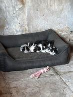 Boerderij kittens, Dieren en Toebehoren