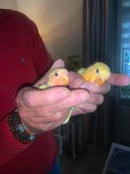 Agapornis Roseicollis Lutino, Dieren en Toebehoren, Geslacht onbekend, Dwergpapegaai of Agapornis