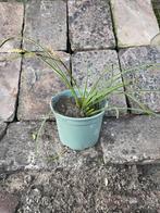 Carex morrowii 'Ice Dance' —> 3 voor 10 euro, Tuin en Terras, Halfschaduw, Vaste plant, Siergrassen, Ophalen of Verzenden