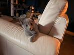 Blauwe rus kitten, Kater, Gechipt, 0 tot 2 jaar