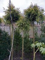 bolboom criptomeria, Tuin en Terras, Planten | Bomen, 250 tot 400 cm, Bolboom, Ophalen
