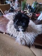 Nog  2 mooie shih tzu pups, Dieren en Toebehoren, Overige rassen, Meerdere, Meerdere dieren, Nederland