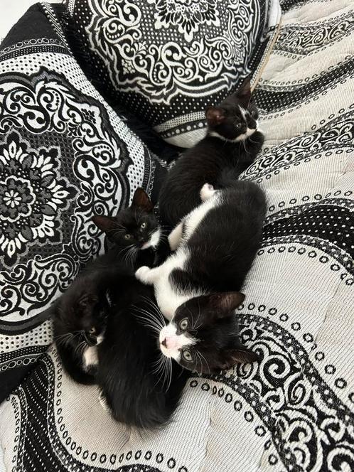Lieve kittens van 11 weken, nog 3 beschikbaar!, Dieren en Toebehoren, Katten en Kittens | Overige Katten, Poes