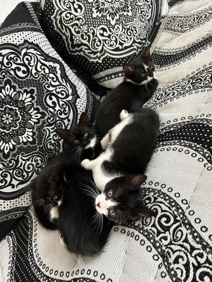 Hele lieve sociale kittens, nog 1 beschikbaar!, Dieren en Toebehoren, Katten en Kittens | Overige Katten, Poes