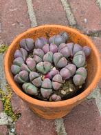 Pleiospillos Nelii Rubra p10, Huis en Inrichting, Kamerplanten, Ophalen of Verzenden, Overige soorten, Minder dan 100 cm