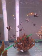 Pterapogon kauderni juweelkardinaal baars nakweek