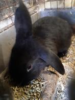 Te koop 2 jonge hangoorkonijntjes, Dieren en Toebehoren, Mannelijk, Middelgroot, Hangoor, 0 tot 2 jaar