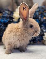 DUITSE REUZEN RAMBO JUNIOR BLOEDLIJN, Meerdere dieren, Groot, 0 tot 2 jaar