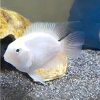 Polar Parrot Cichlids - Platinum/White, Dieren en Toebehoren, Vis