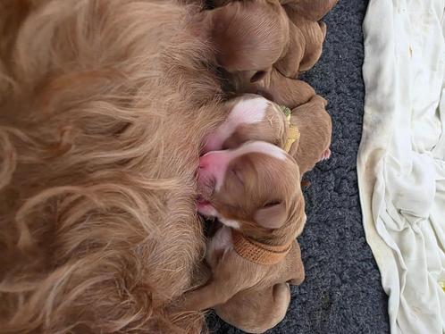gastgezin Australian Labradoodle mini pup Noordwijk e.o, Dieren en Toebehoren, Honden | Retrievers, Spaniëls en Waterhonden, Geslacht onbekend