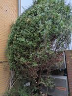 Gratis omgezaagde conifeer voor bijvoorbeeld kerststukjes, Tuin en Terras, Planten | Bomen, Ophalen, Overige soorten