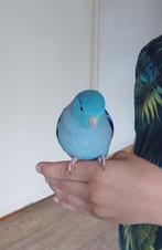 Huislijke vogel oppas aangeboden ️, Oppas