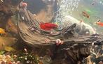 Betta roundtail red man, Ophalen, Zo goed als nieuw, Leeg aquarium