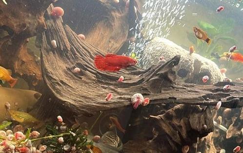 Betta roundtail red man, Dieren en Toebehoren, Vissen | Aquaria en Toebehoren, Zo goed als nieuw, Leeg aquarium, Ophalen