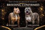 American bully xl pups, Parvo, Overige rassen, 8 tot 15 weken, Meerdere