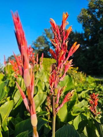 Canna bloemriet, 1.75 - 1.85 hoog. Bloeit tot verin oktober. beschikbaar voor biedingen