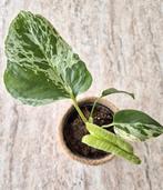 Monstera Bulbasaur Variegata, Huis en Inrichting, Kamerplanten, Ophalen, Halfschaduw, Minder dan 100 cm