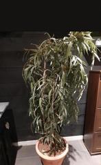 Te koop grote bamboo kunstplant, Ophalen
