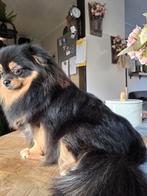 Mooi pomeriaan teefje te koop 9mnden oud, 15 weken tot 1 jaar, Overige rassen, Teef, Eén hond